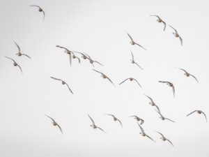 A flock of birds flying in the sky